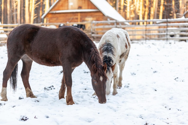 Dos caballos en un potrero en una granja en invierno Caballo marrón y blanco