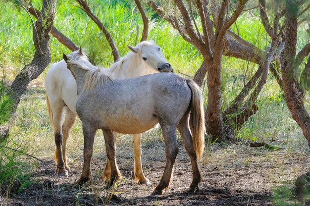 Dos caballos rascándose en un bosque de árboles