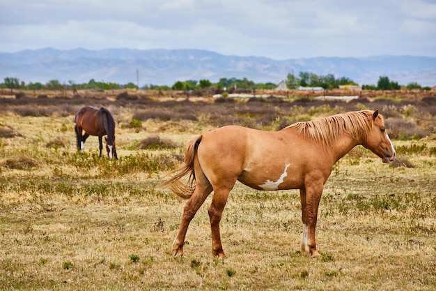 Dos caballos relajándose en la granja al lado de las montañas