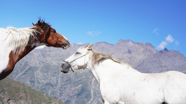 Dos caballos salvajes pastando en el entorno de la montaña. Fondo de naturaleza hermosa