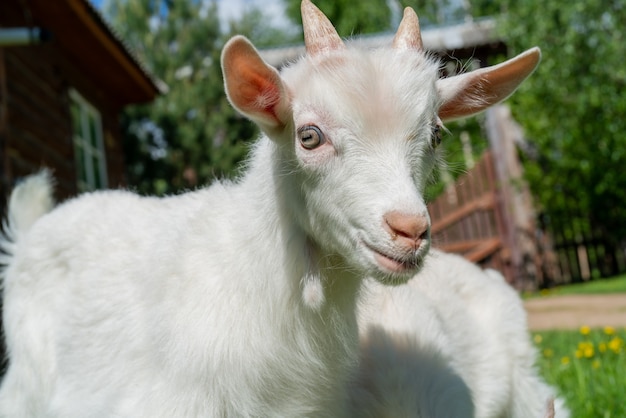 Dos cabra blanca linda. Mascota de verano en la granja.