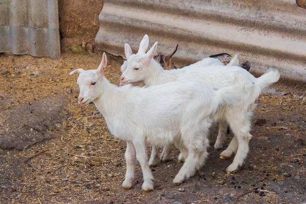 Dos cabras blancas en la granja de animales.