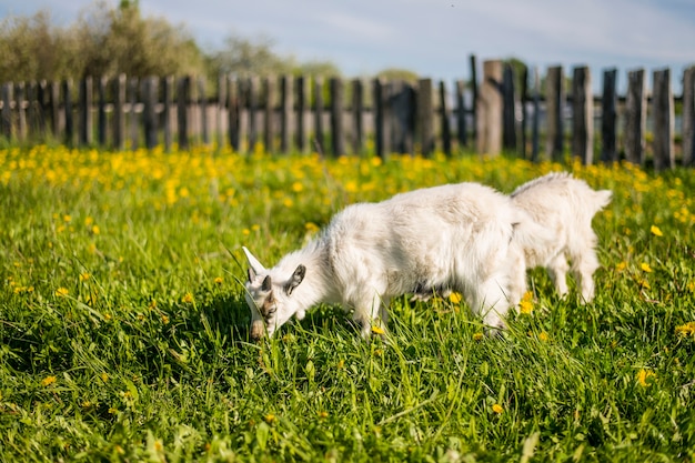 Dos cabras caminan en un prado floreciente en la primavera