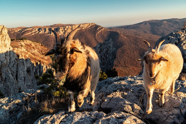 Dos cabras con cuernos en el primer plano de las montañas