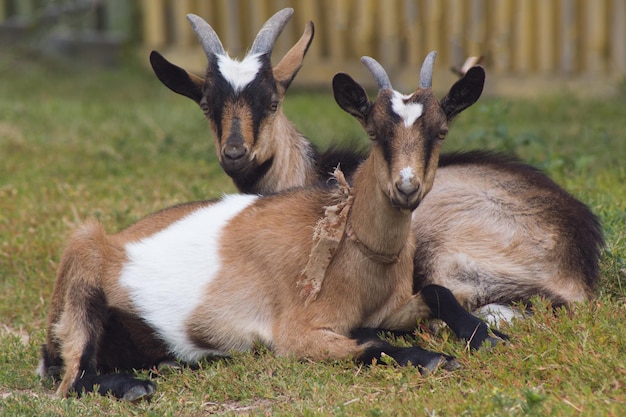 Dos cabras descansan en el prado verde - pueblo ruso, teleobjetivo