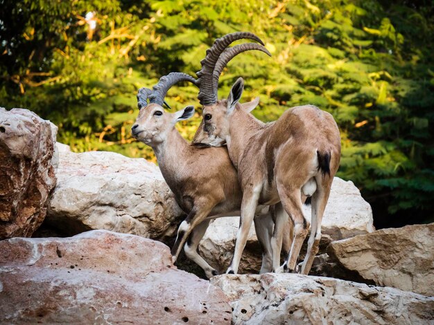 Foto dos cabras de montaña de pie en una roca