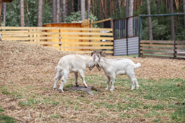 Dos cabritos blancos juegan entre sí en la granja Cría de cabras y ovejas Lindo con divertido