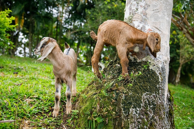 Dos cabritos juegan en una granja República Dominicana