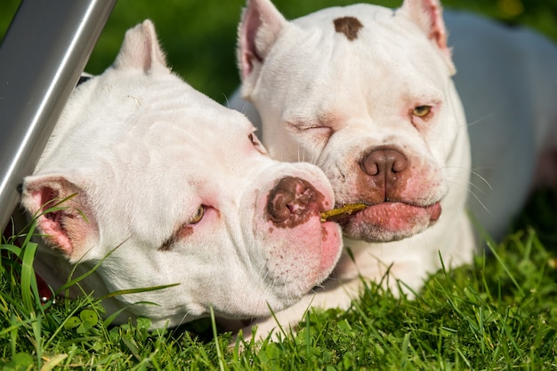 Dos cachorros de American Bully en la hierba