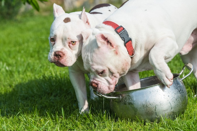 Dos cachorros de American Bully en la hierba