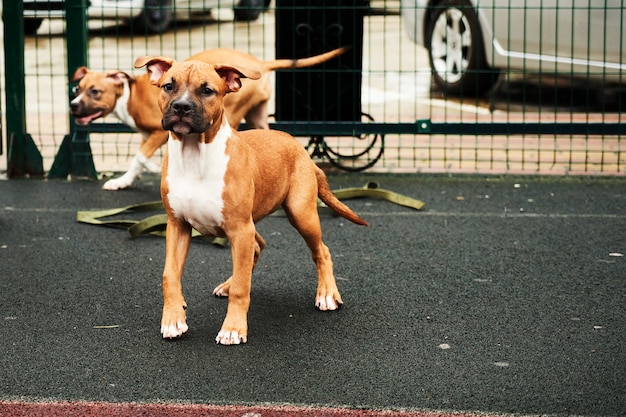 Dos cachorros de american staffordshire terrier feliz para un retrato de paseo