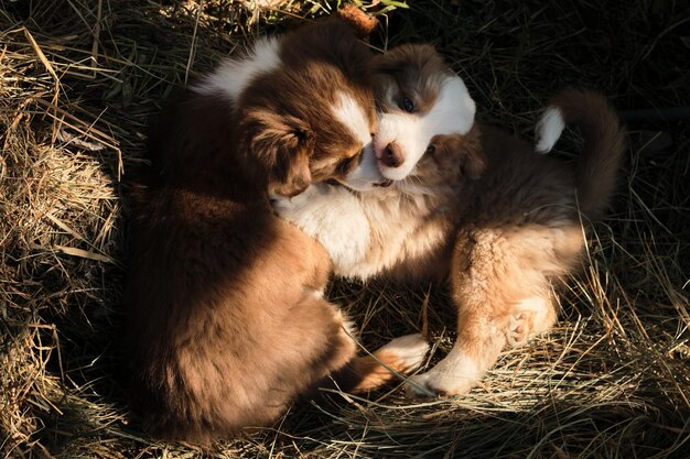 Dos cachorros aussie red tricolor y Merle juegan juntos en el heno y se muerden con los dientes