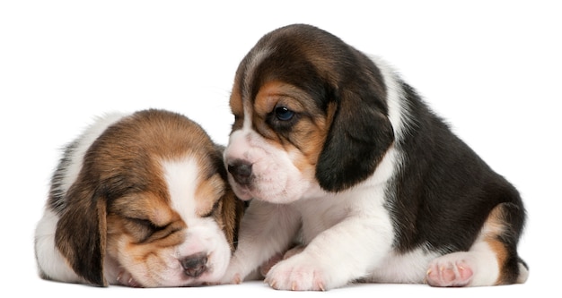 Dos cachorros Beagle, 1 mes de edad,