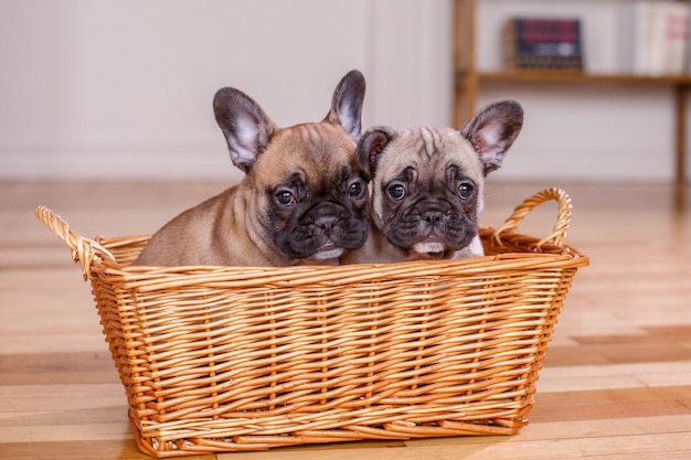 dos cachorros de bulldog francés sentado en una canasta