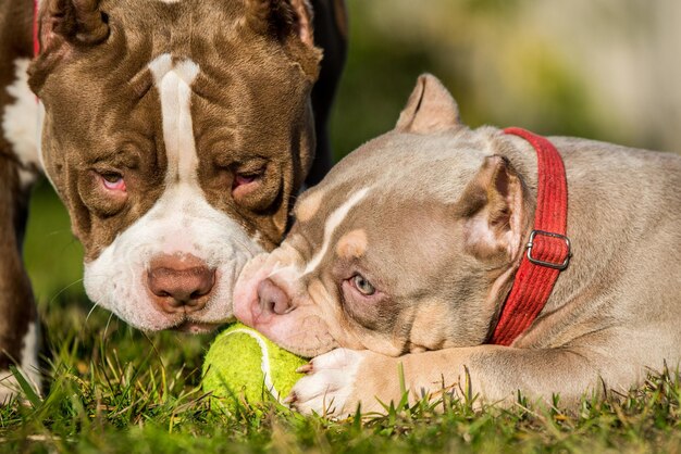 Dos cachorros bully americanos están jugando con una pelota de tenis en el césped