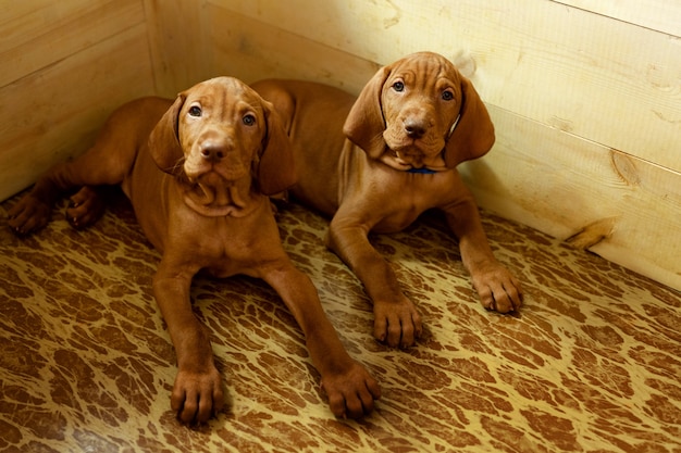 Dos cachorros en una casa de madera