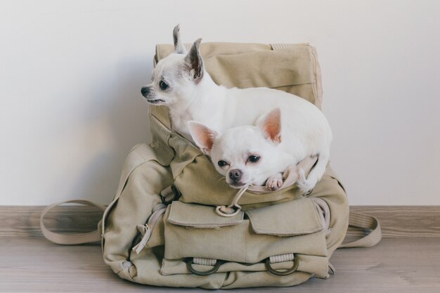 Dos cachorros chihuahua sentados en el bolsillo de la mochila hipster