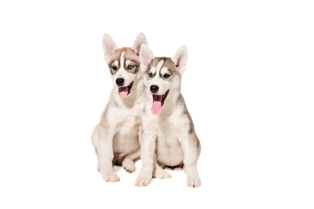 Dos cachorros crían los perros esquimales aislado sobre fondo blanco.