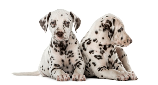 Dos cachorros dálmata delante de una pared blanca