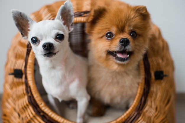 Dos cachorros graciosos mirando a cámara desde la casa de perro de mimbre.