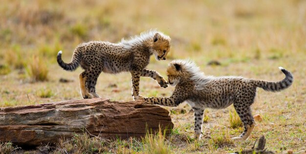 Dos cachorros de guepardo están de pie sobre una roca.