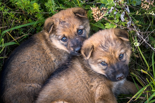 Dos cachorros sin hogar se sientan juntos en la hierba