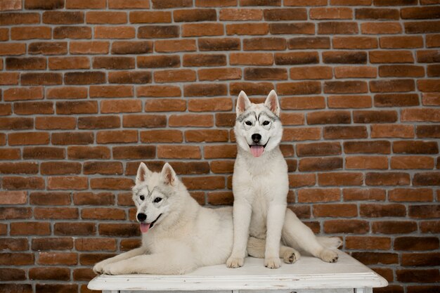 Dos cachorros de husky siberiano en casa se sientan y juegan. estilo de vida con perro