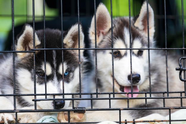 Dos cachorros de husky se sientan en una jaula. Foto de alta calidad