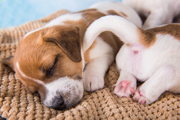 Dos cachorros de jack russell terrier duermen dulcemente en una cama blanda