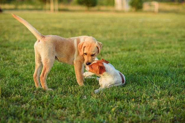 Dos cachorros jugando en una hierba verde al aire libre