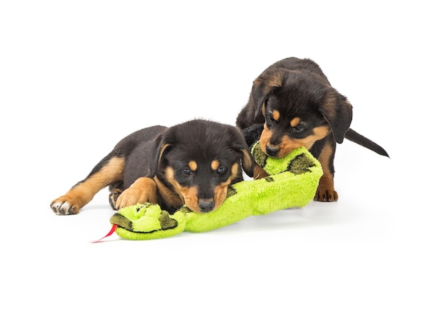 Foto dos cachorros jugando con juguetes juntos