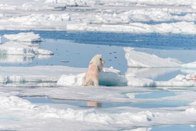 Dos cachorros de oso polar salvajes jóvenes jugando en hielo en el mar Ártico, al norte de Svalbard