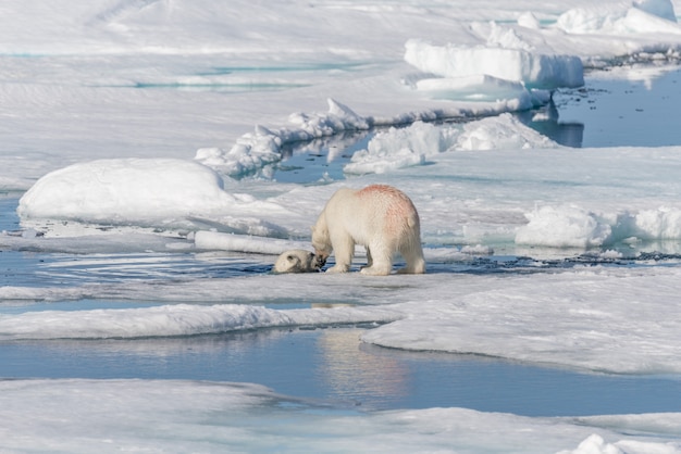 Dos cachorros de oso polar salvajes jóvenes jugando en hielo en el mar Ártico, al norte de Svalbard