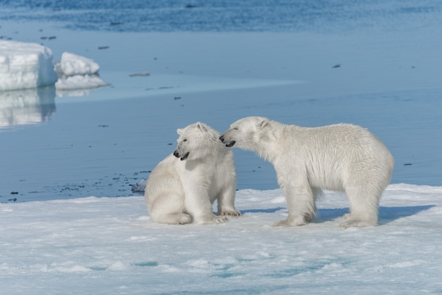 Foto dos cachorros de osos polares salvajes jóvenes jugando en hielo en el mar ártico, al norte de svalbard