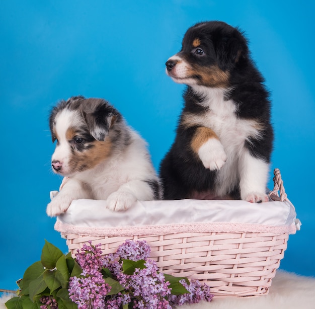 Dos cachorros de pastor australiano bronceado y merle