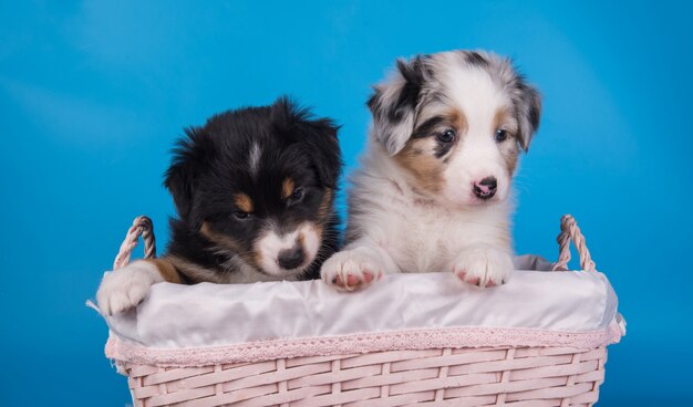 Foto dos cachorros de pastor australiano en una canasta