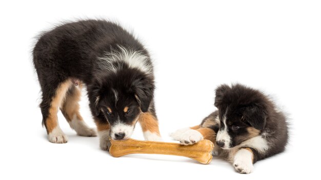 Dos cachorros de pastor australiano, comiendo hueso de nudillo contra el fondo blanco.