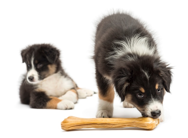 Dos cachorros de pastor australiano, uno está comiendo hueso de nudillo mientras otro mira hacia otro lado contra el fondo blanco