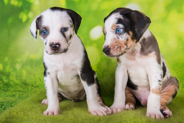 Dos cachorros de perros leopardo catahoula de louisiana sobre fondo verde