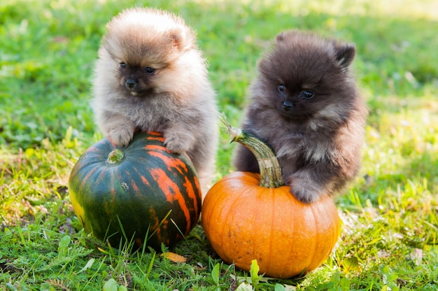 Dos cachorros de perros pomerania y calabaza