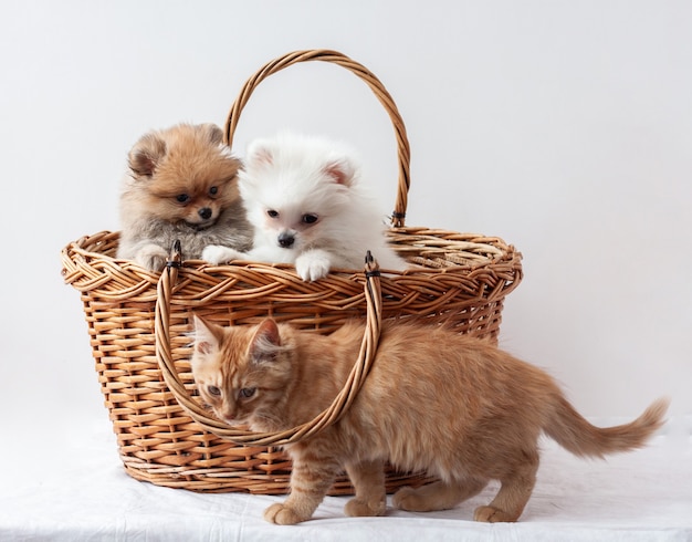 Dos cachorros de Pomerania de color blanco y sable se sientan en una canasta pasa de gatito atigrado rojo