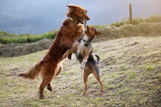 Dos cachorros saltando y jugando en el jardín en casa felicidad y alegría sonriendo