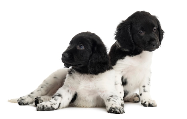 Dos cachorros Stabyhoun aislados en blanco