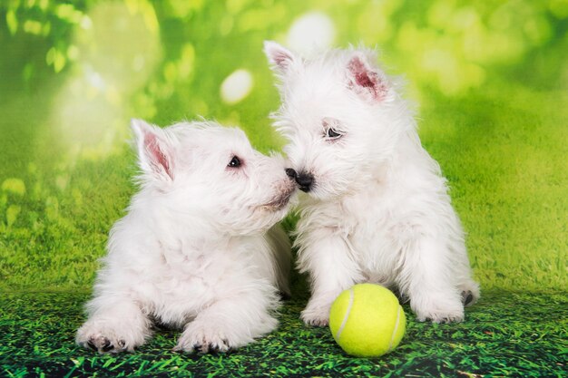 Foto dos cachorros terrier blancos de las tierras altas occidentales con pelota de tenis en el fondo de hierba verde