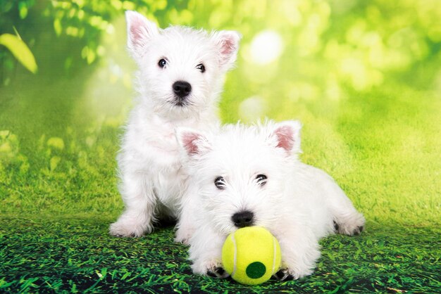 Foto dos cachorros terrier blancos de las tierras altas del oeste con pelota de tenis en el fondo de hierba verde