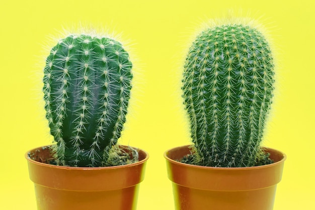 Dos cactus de interior en macetas marrones con espinas sobre fondo amarillo. Primer plano de cactus.