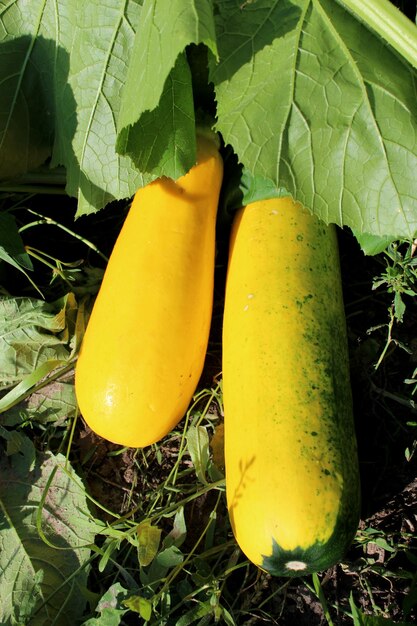 dos calabazas amarillas maduras en el jardín