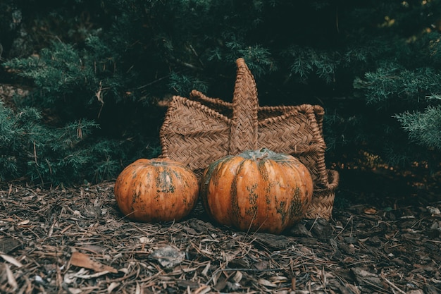 Las dos calabazas cerca de una canasta en el suelo de un bosque de otoño