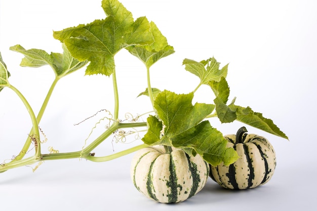 Dos calabazas decorativas con una rama y hojas sobre un fondo blanco.