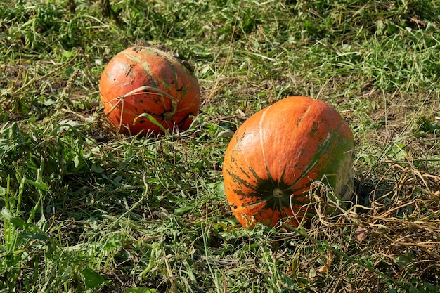 Dos calabazas grandes crecen en el campo agrícola